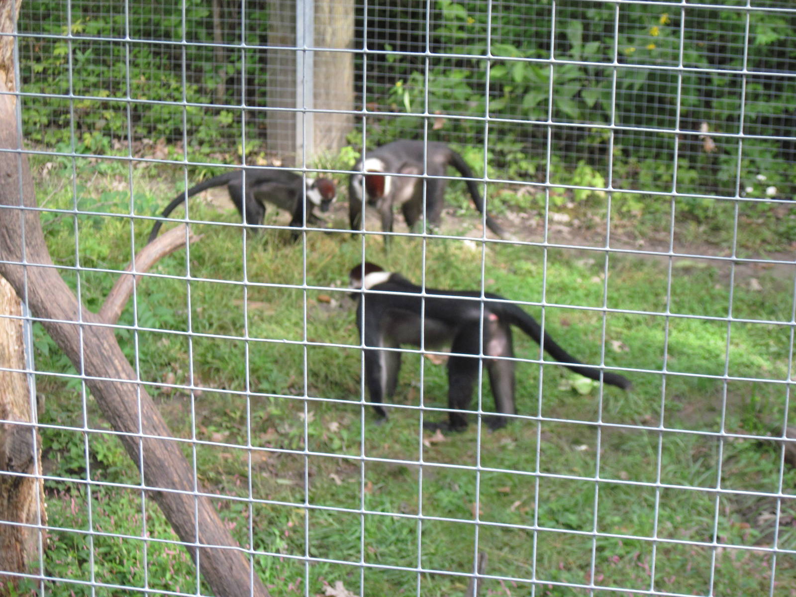 Africa-Red-capped Magabeys