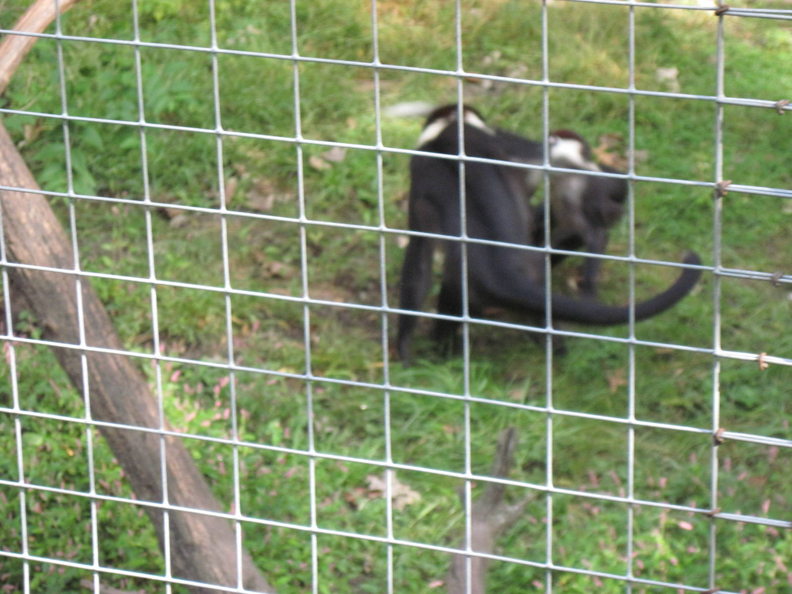 Africa-Red-capped Magabeys