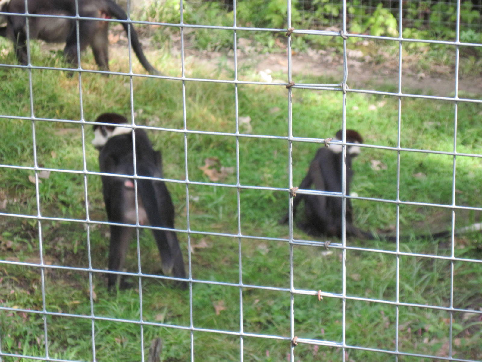 Africa-Red-capped Magabeys