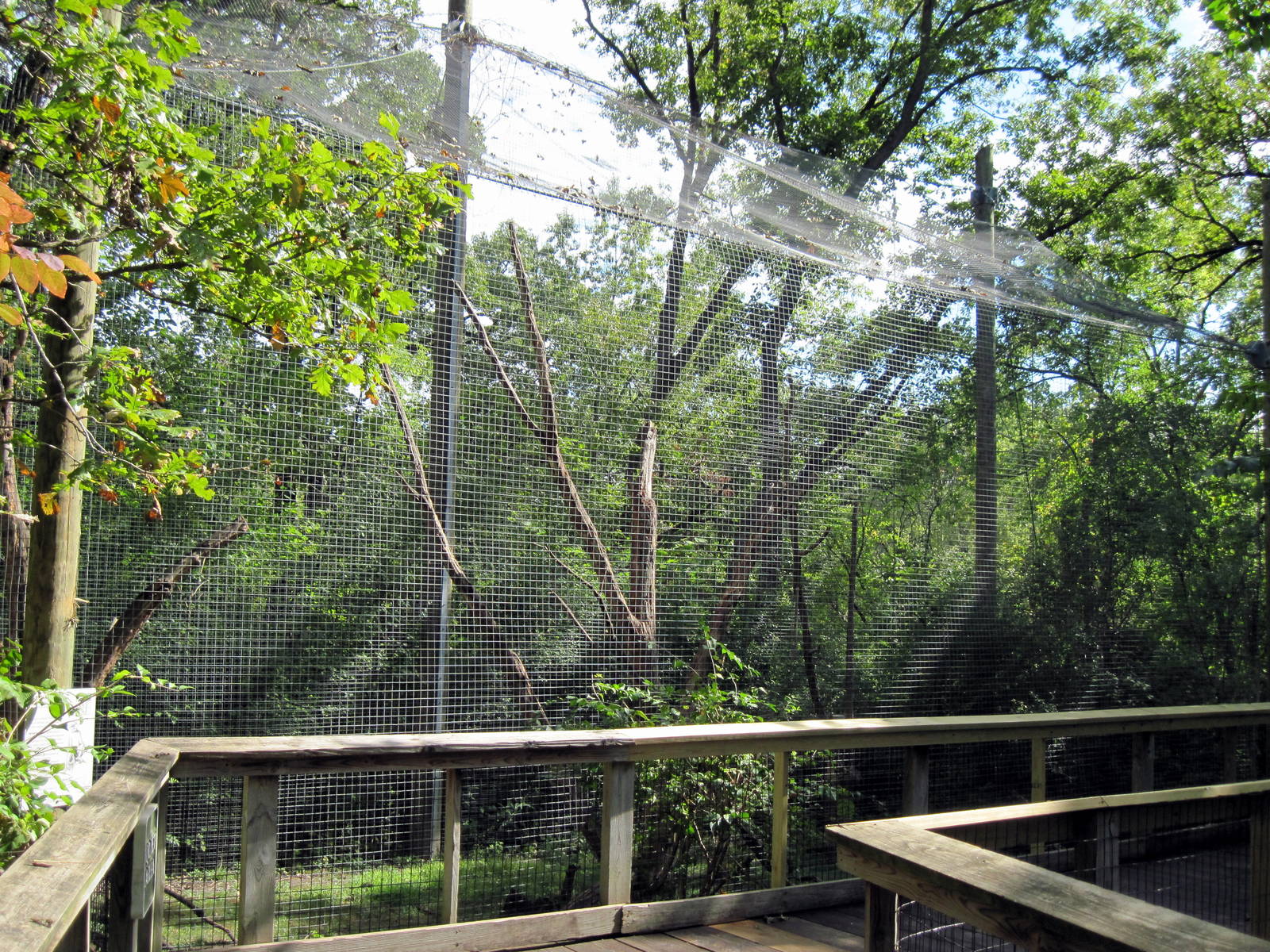 Africa-Red-capped Mangabey Exhibit