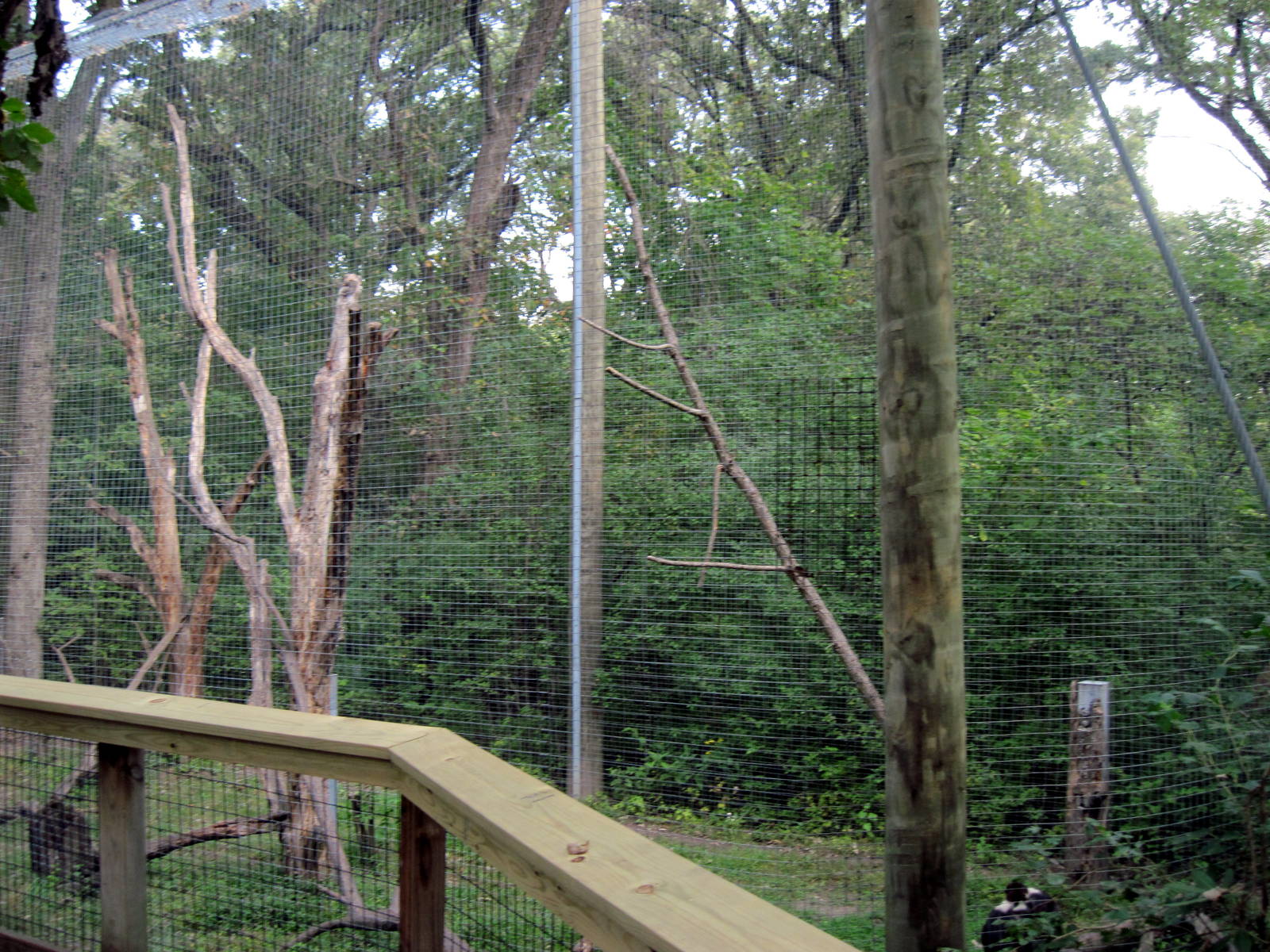 Africa-Red-capped Mangabey Exhibit