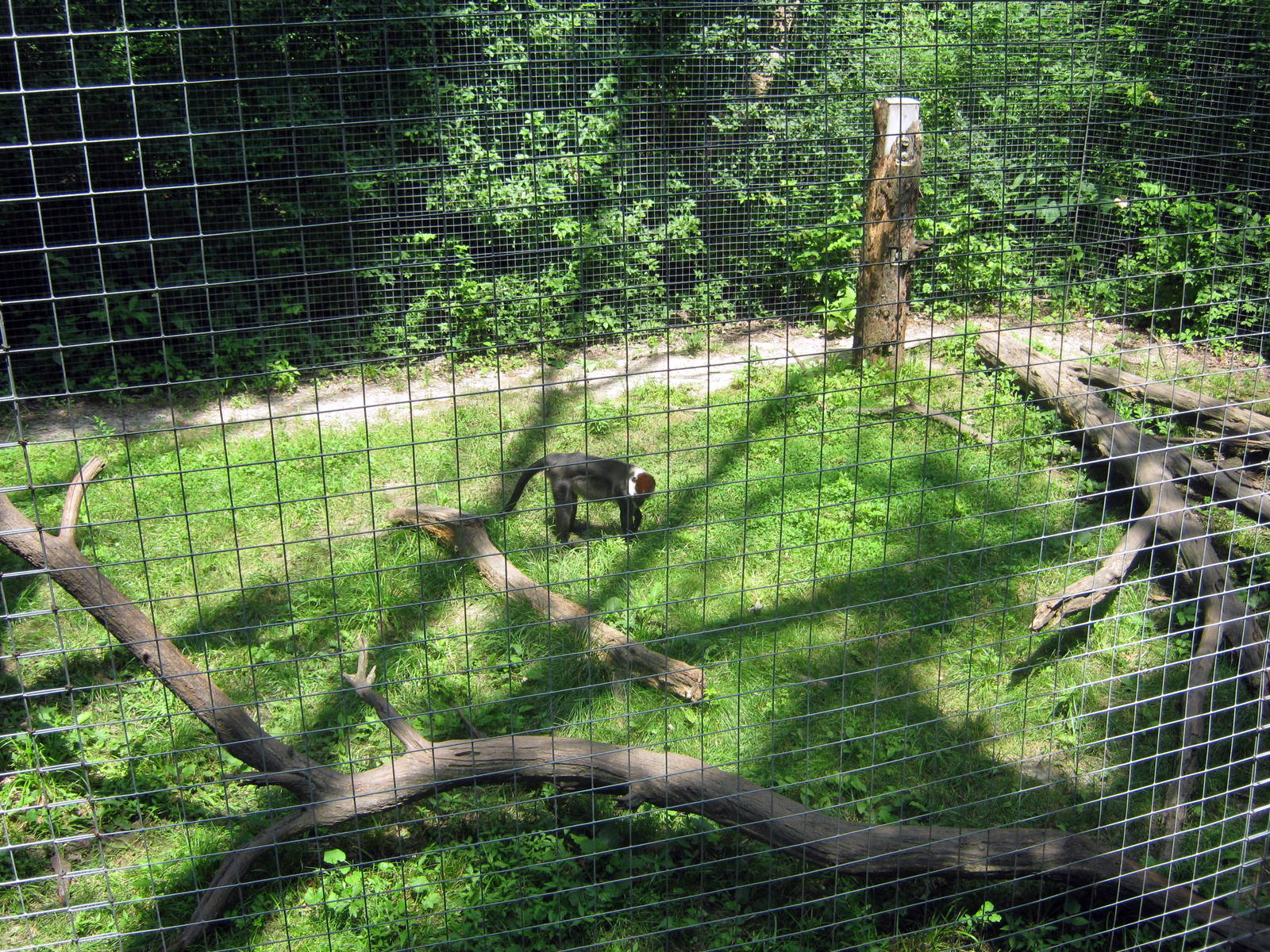 Africa-Red-capped Mangabey
