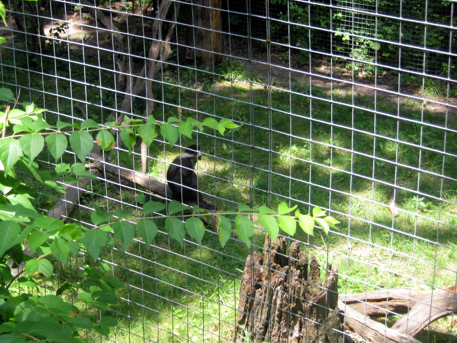 Africa-Red-capped Mangabey