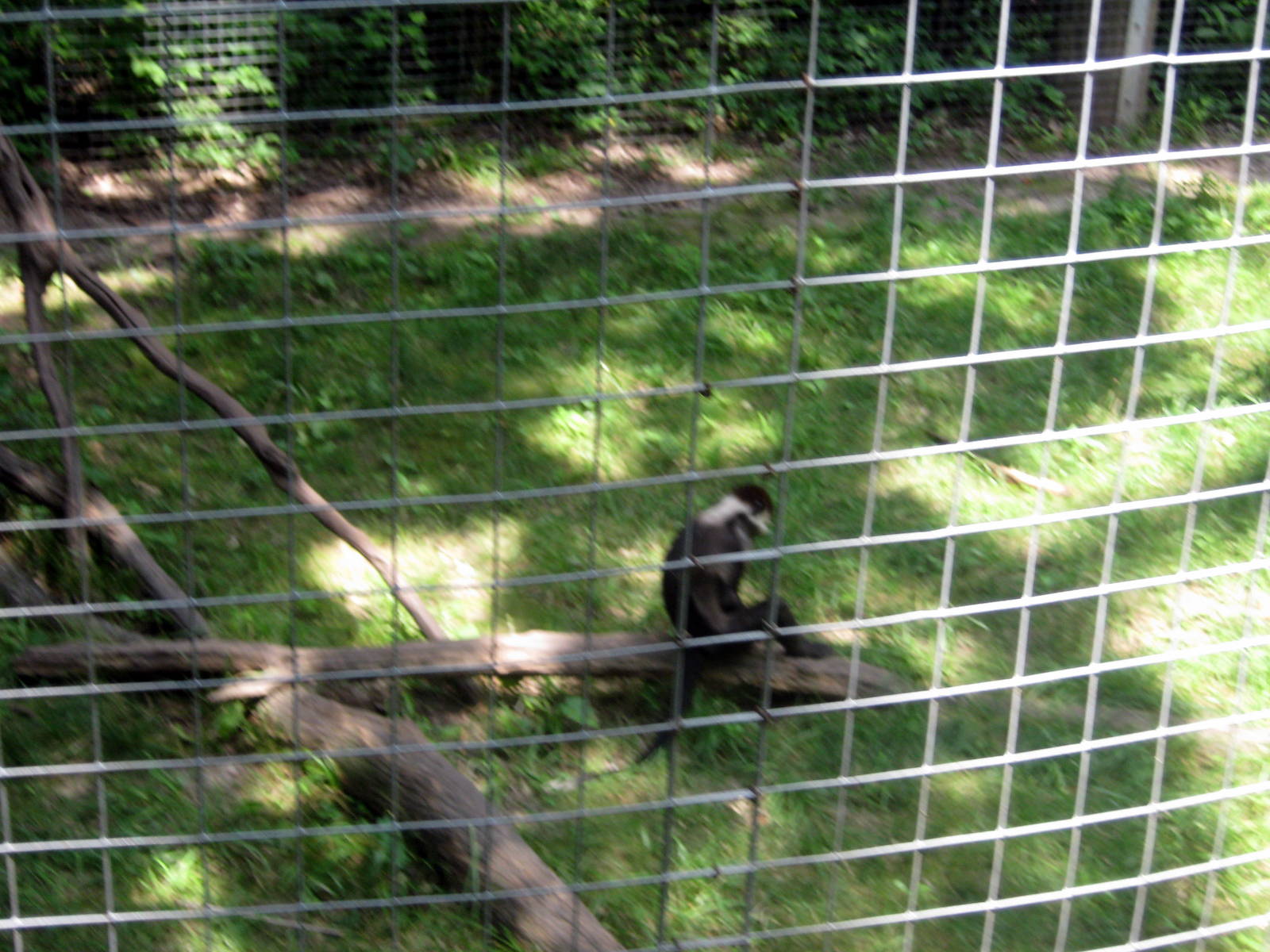 Africa-Red-capped Mangabey