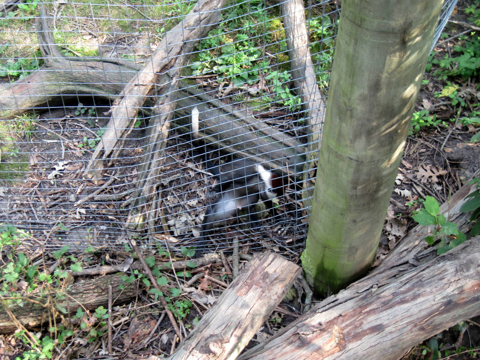 Africa-Red-capped Mangabey
