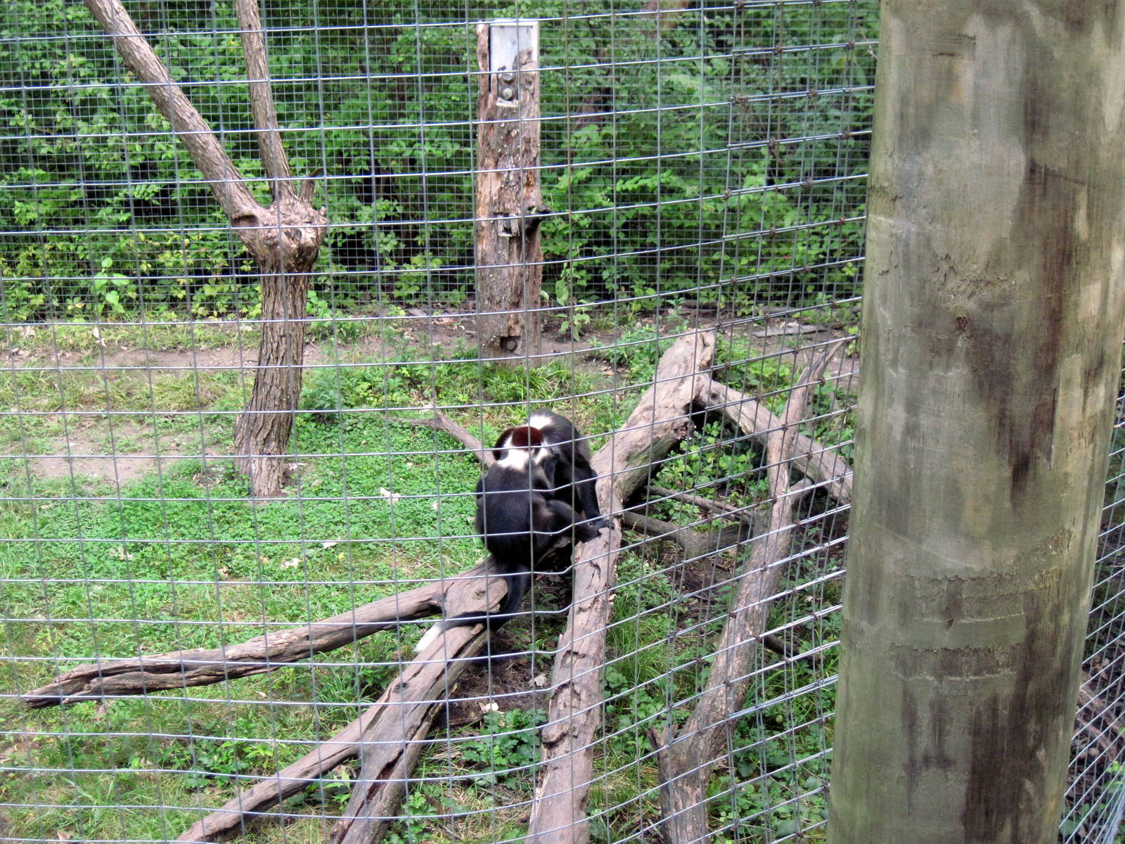 Africa-Red-capped Mangabey