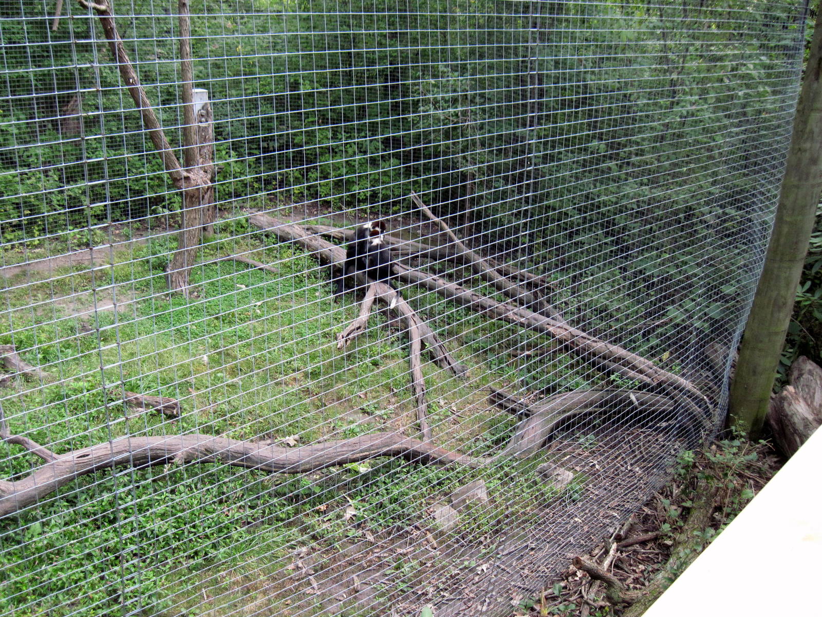 Africa-Red-capped Mangabey