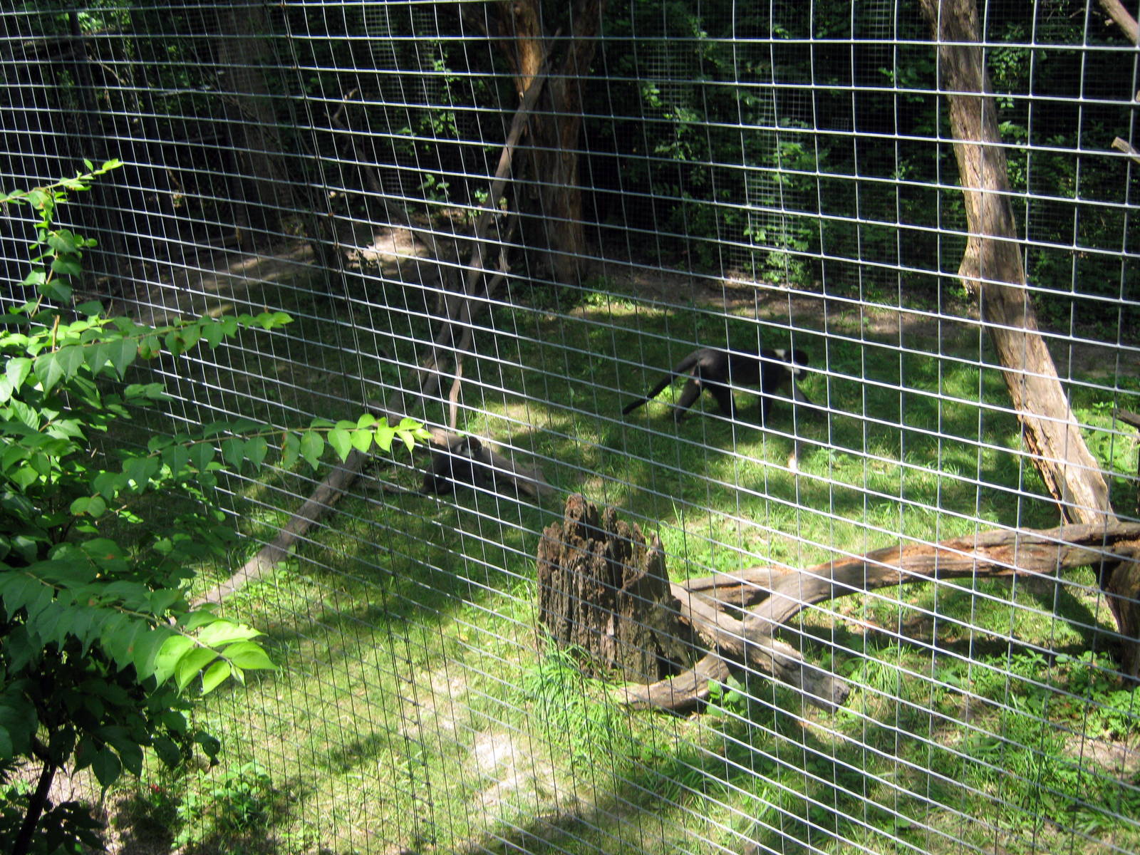 Africa-Red-capped Mangabeys