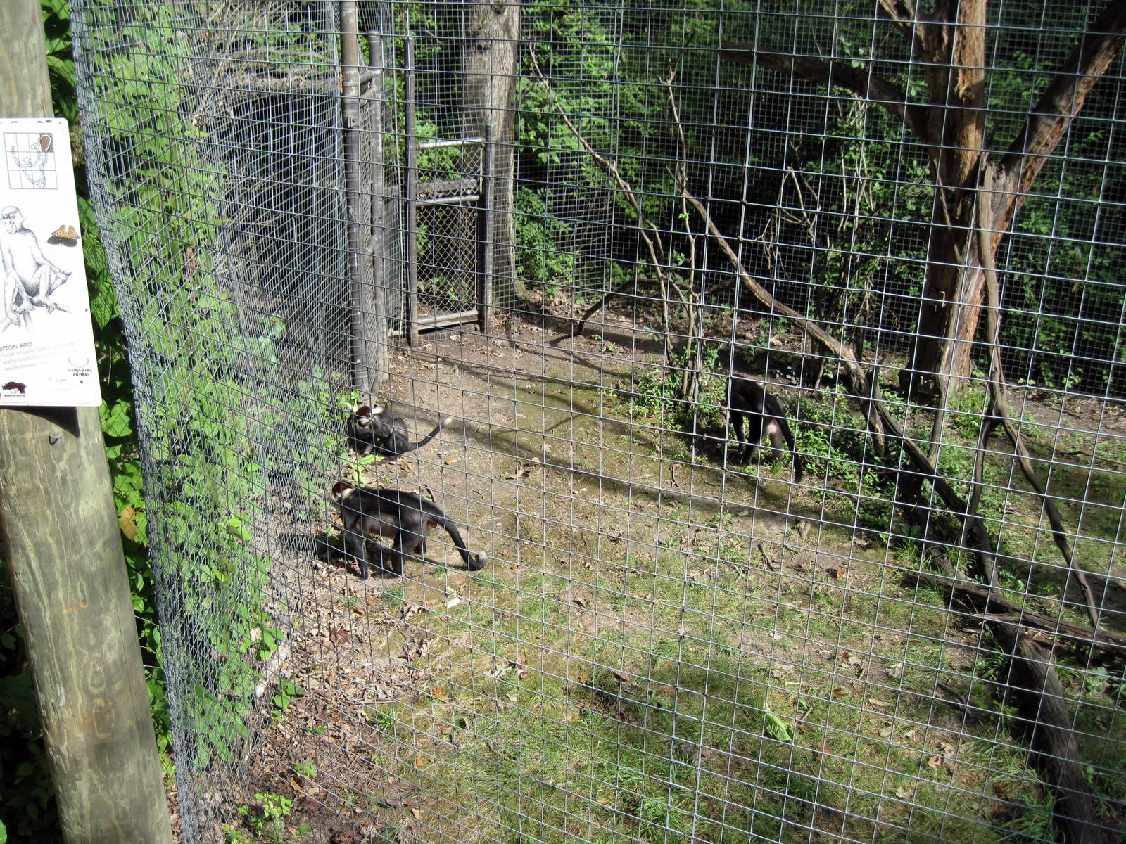 Africa-Red-capped Mangabeys