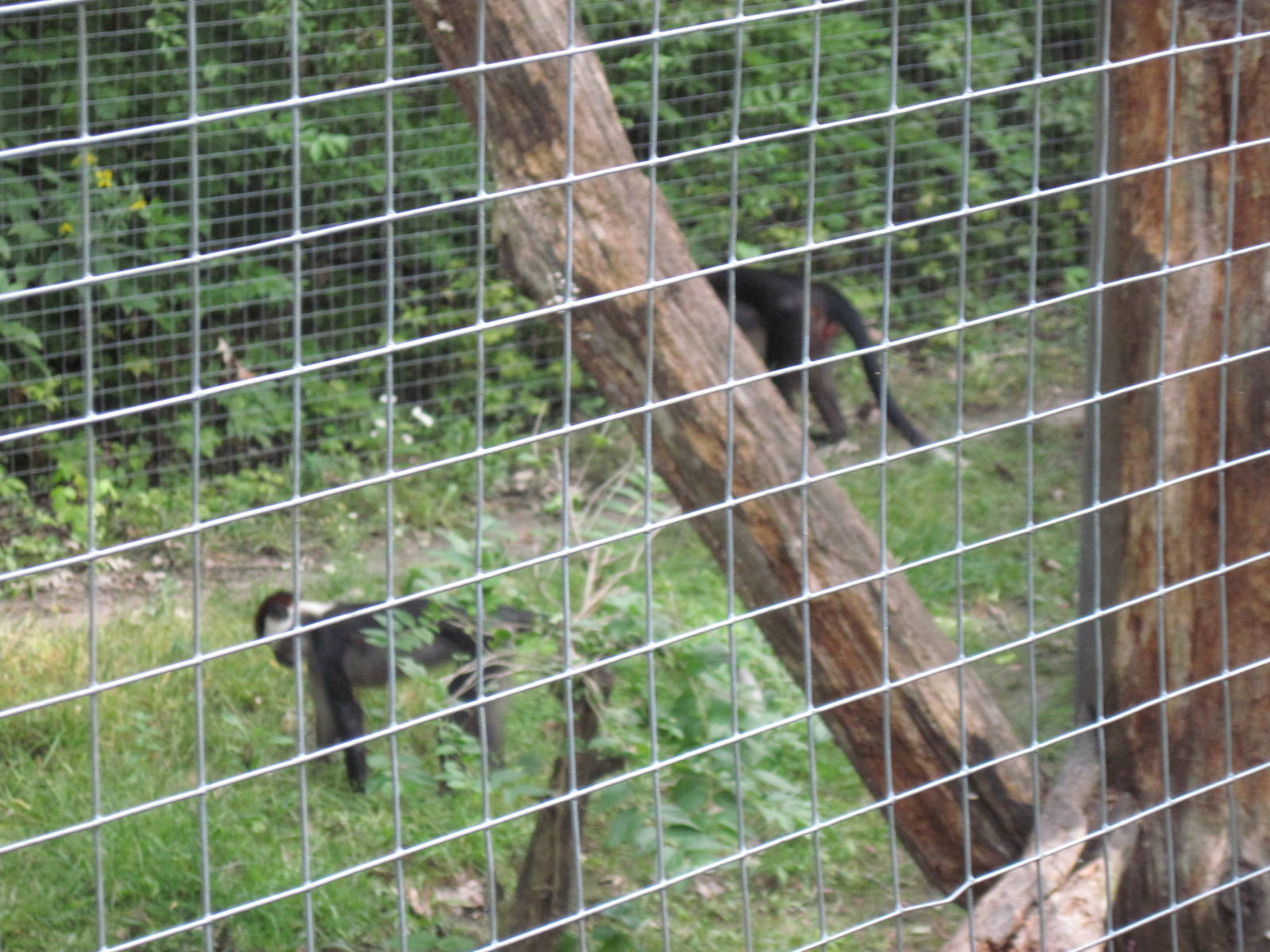 Africa-Red-capped Mangabeys