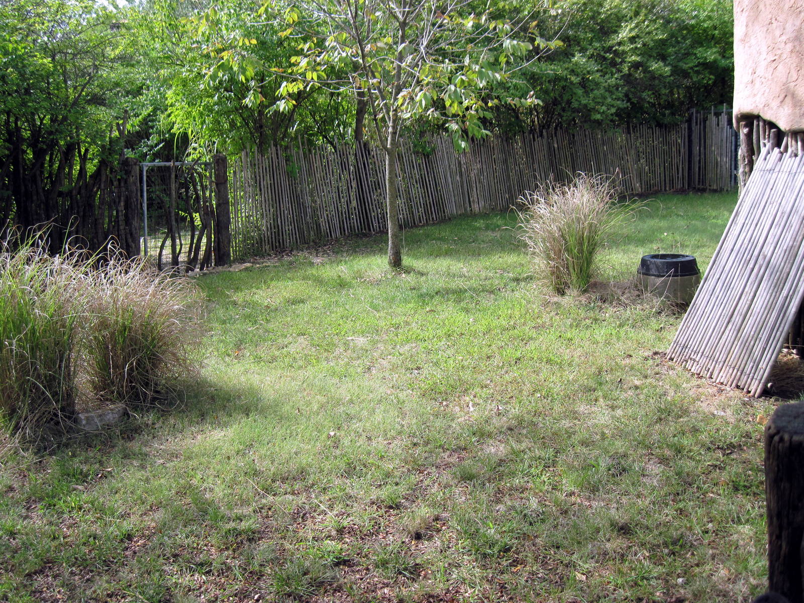 Africa-Red-flanked Duiker Exhibit