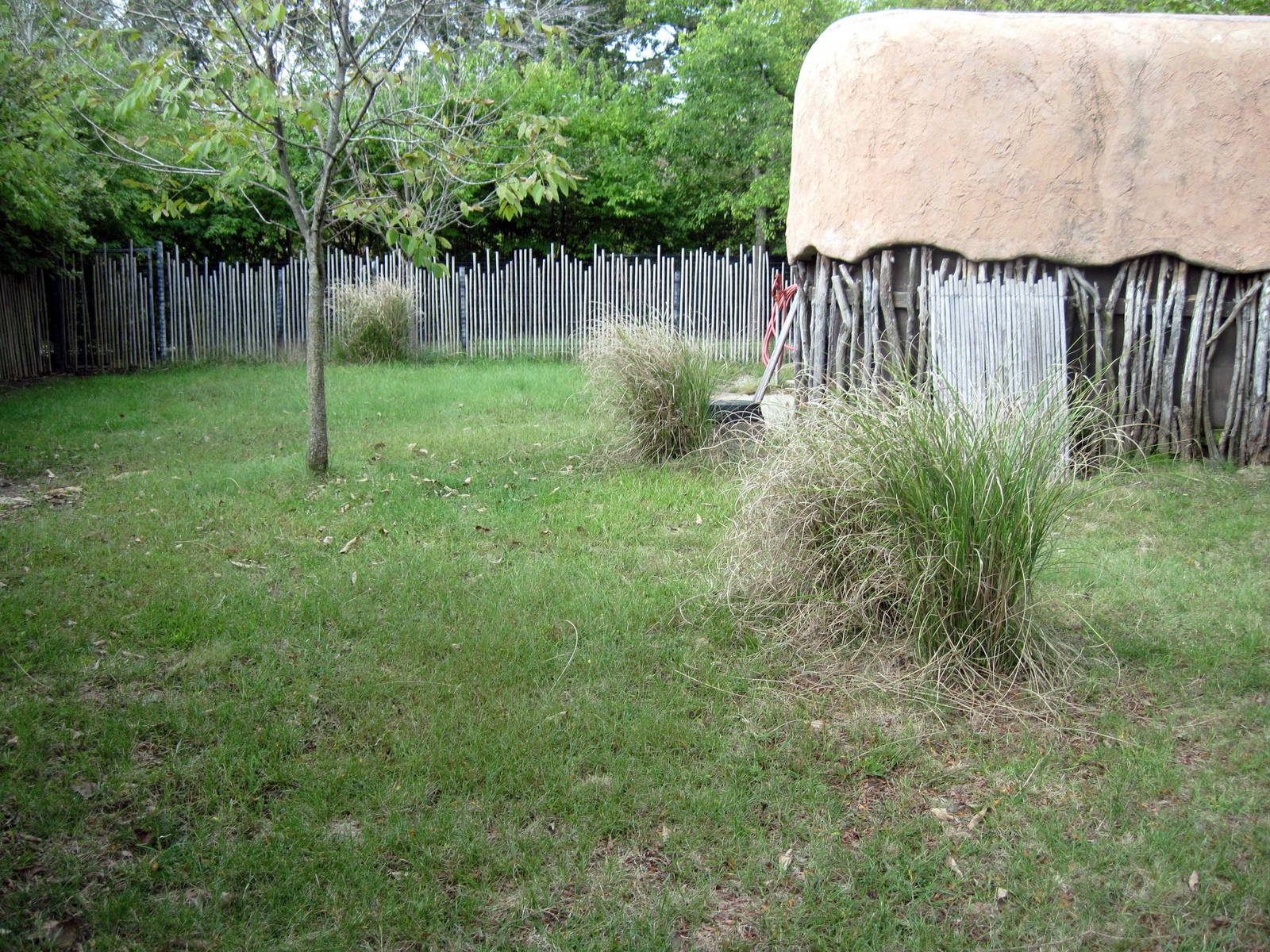 Africa-Red-flanked Duiker Exhibit