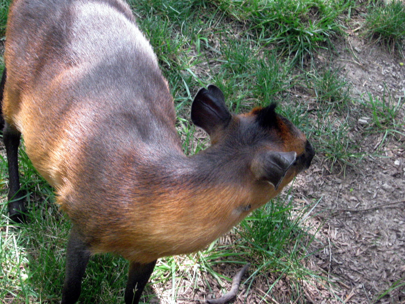 Africa-Red-flanked Duiker