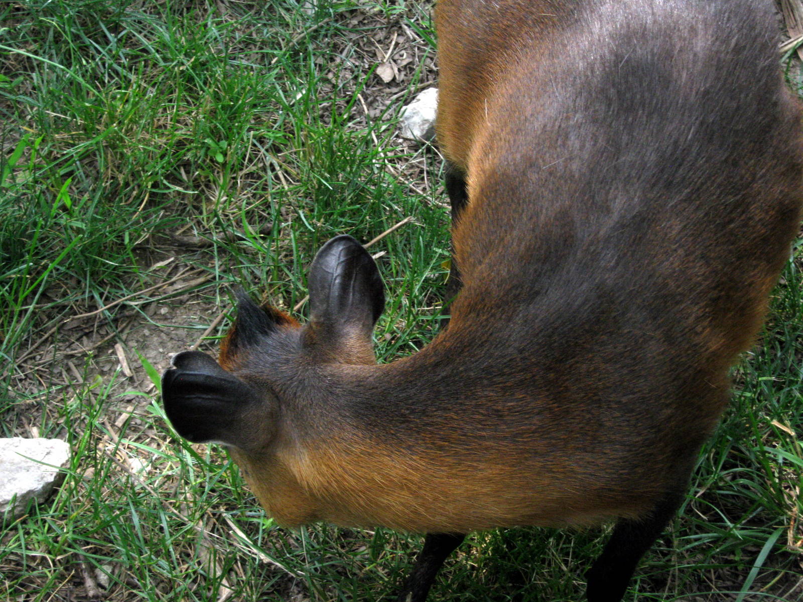Africa-Red-flanked Duiker