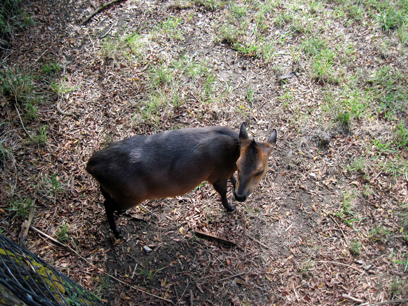 Africa-Red-flanked Duiker