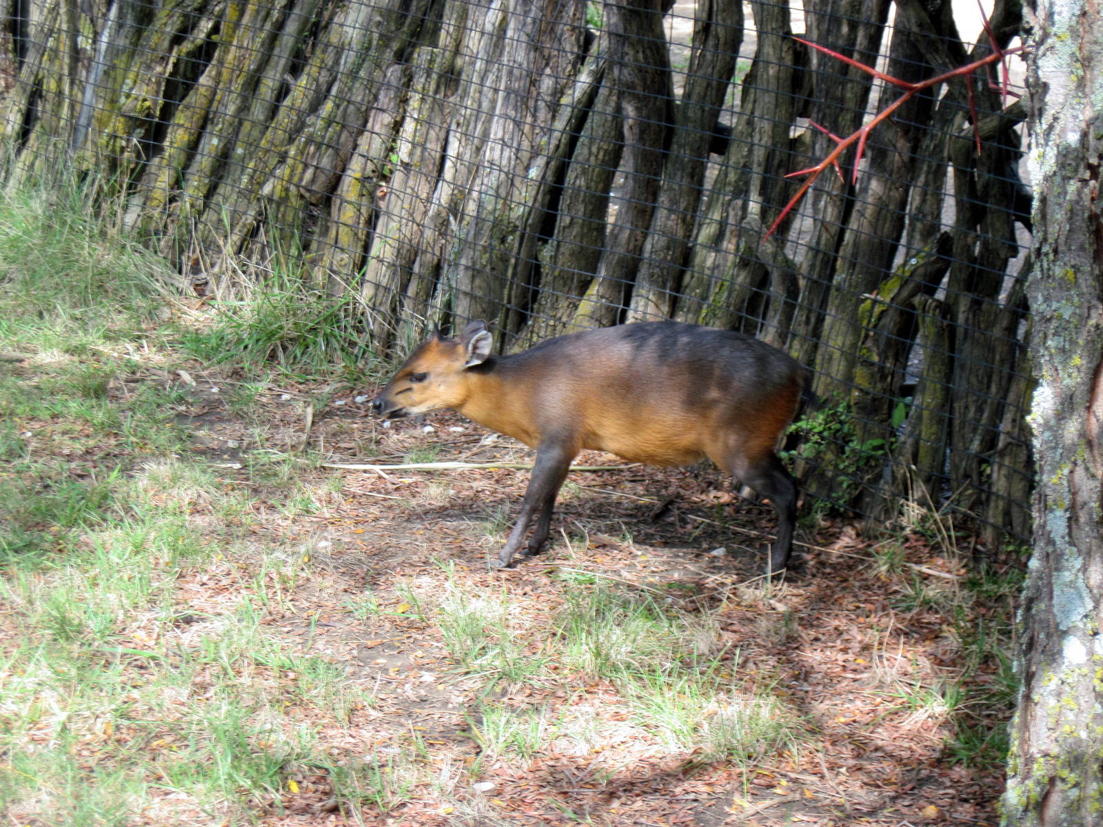Africa-Red-flanked Duiker