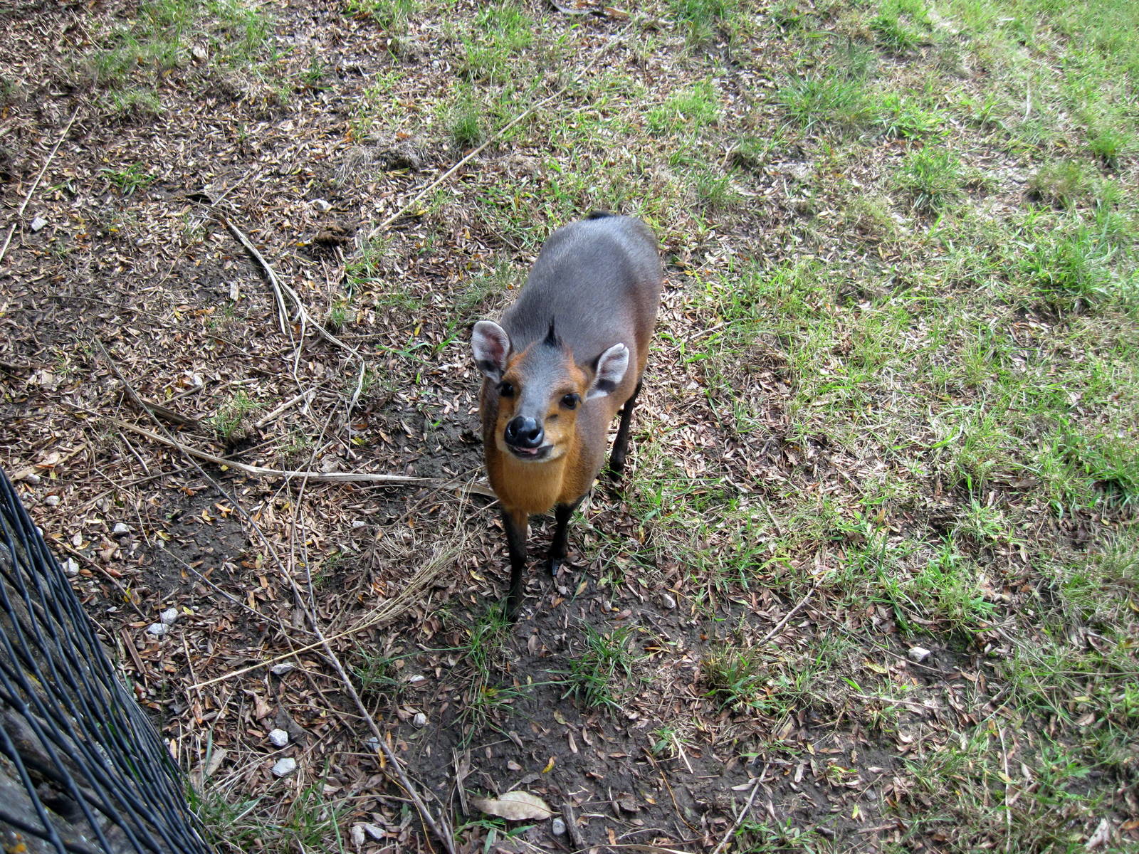Africa-Red-flanked Duiker