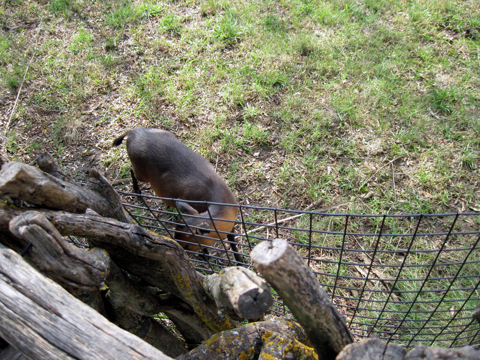 Africa-Red-flanked Duiker