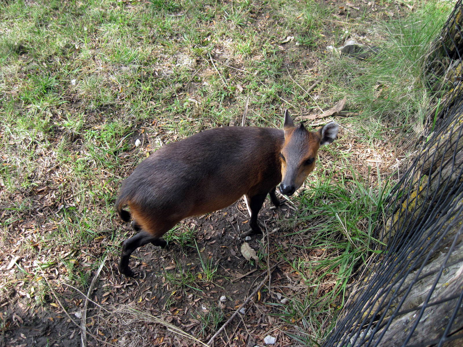 Africa-Red-flanked Duiker