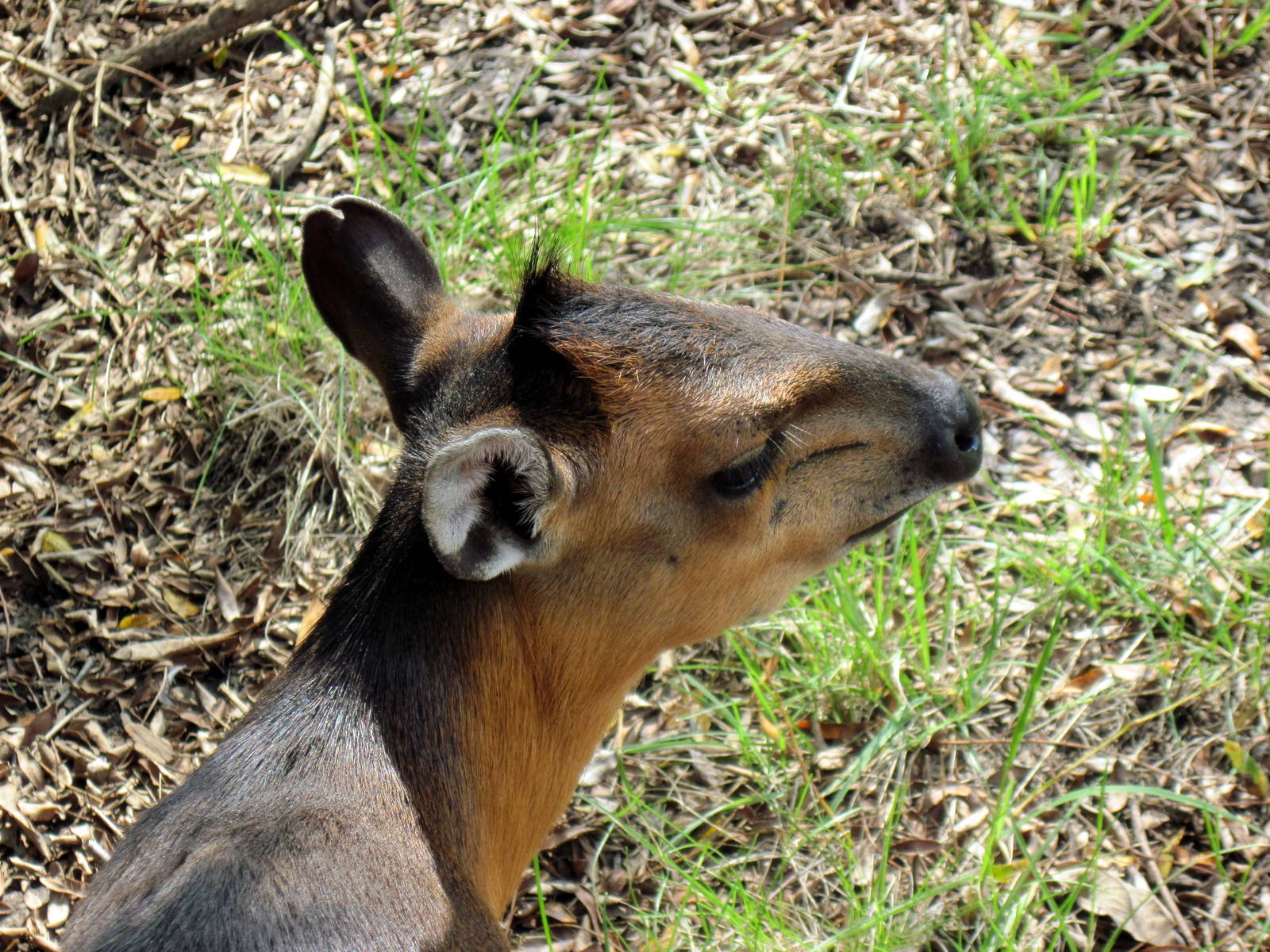 Africa-Red-flanked Duiker