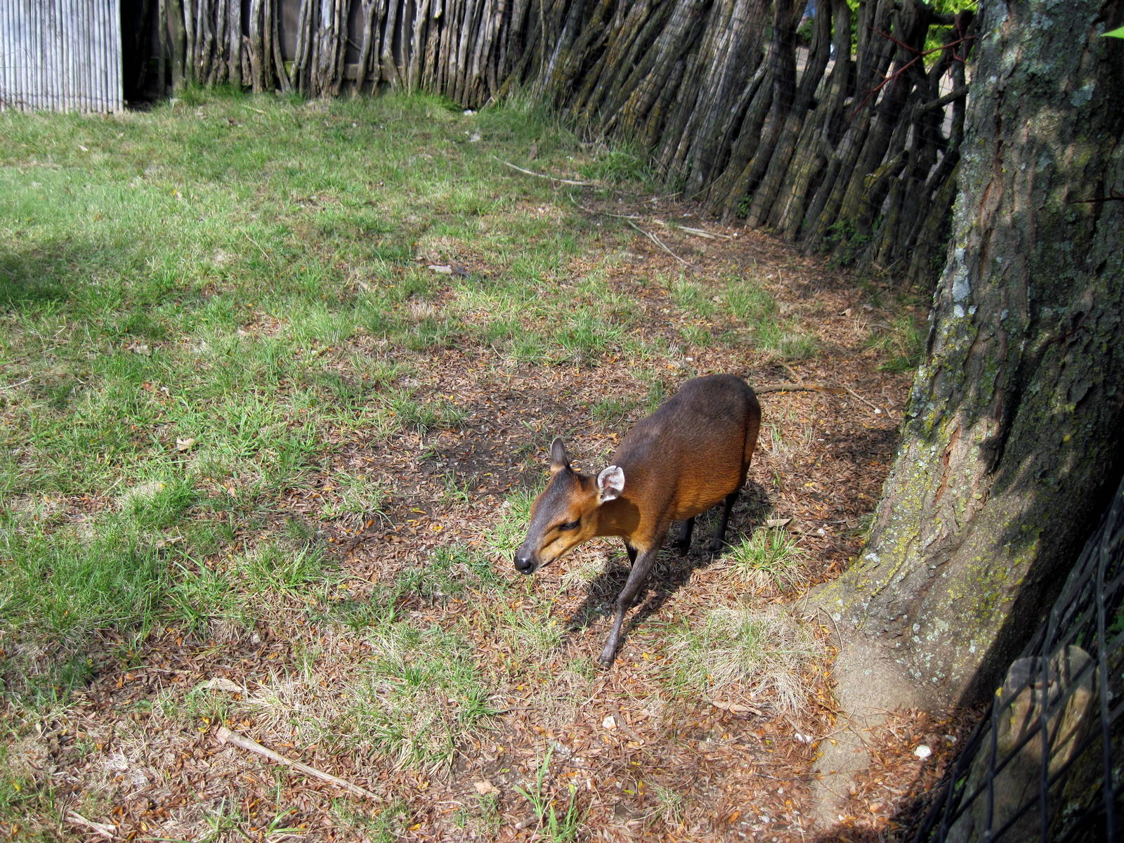Africa-Red-flanked Duiker