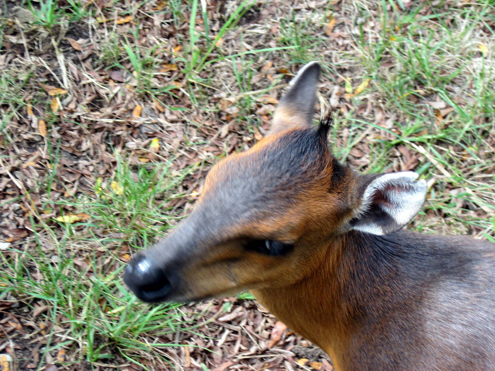 Africa-Red-flanked Duiker