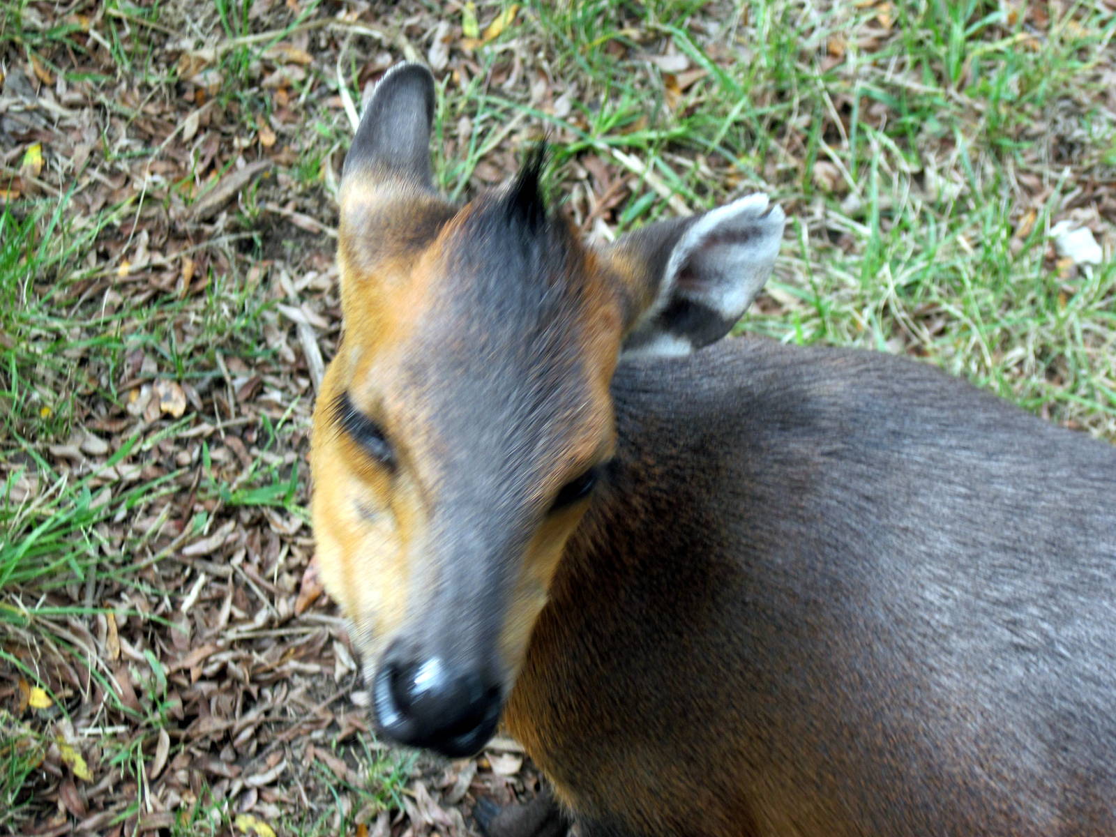 Africa-Red-flanked Duiker