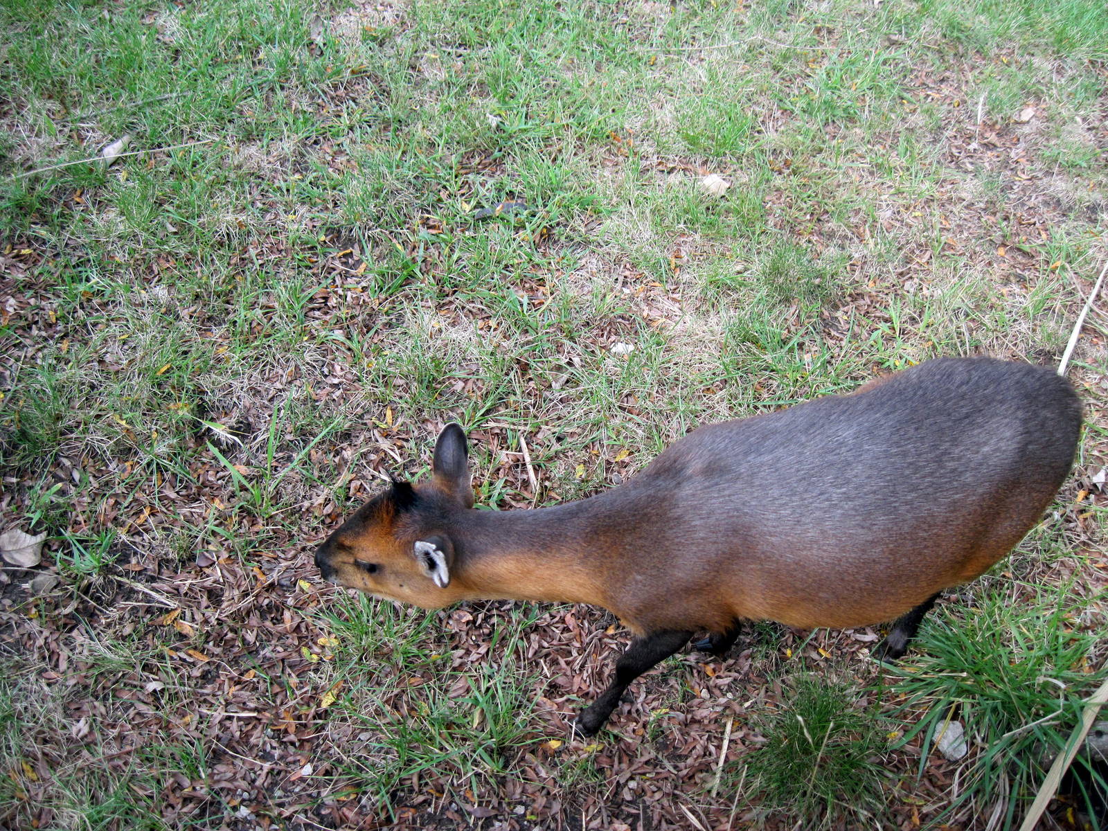 Africa-Red-flanked Duiker