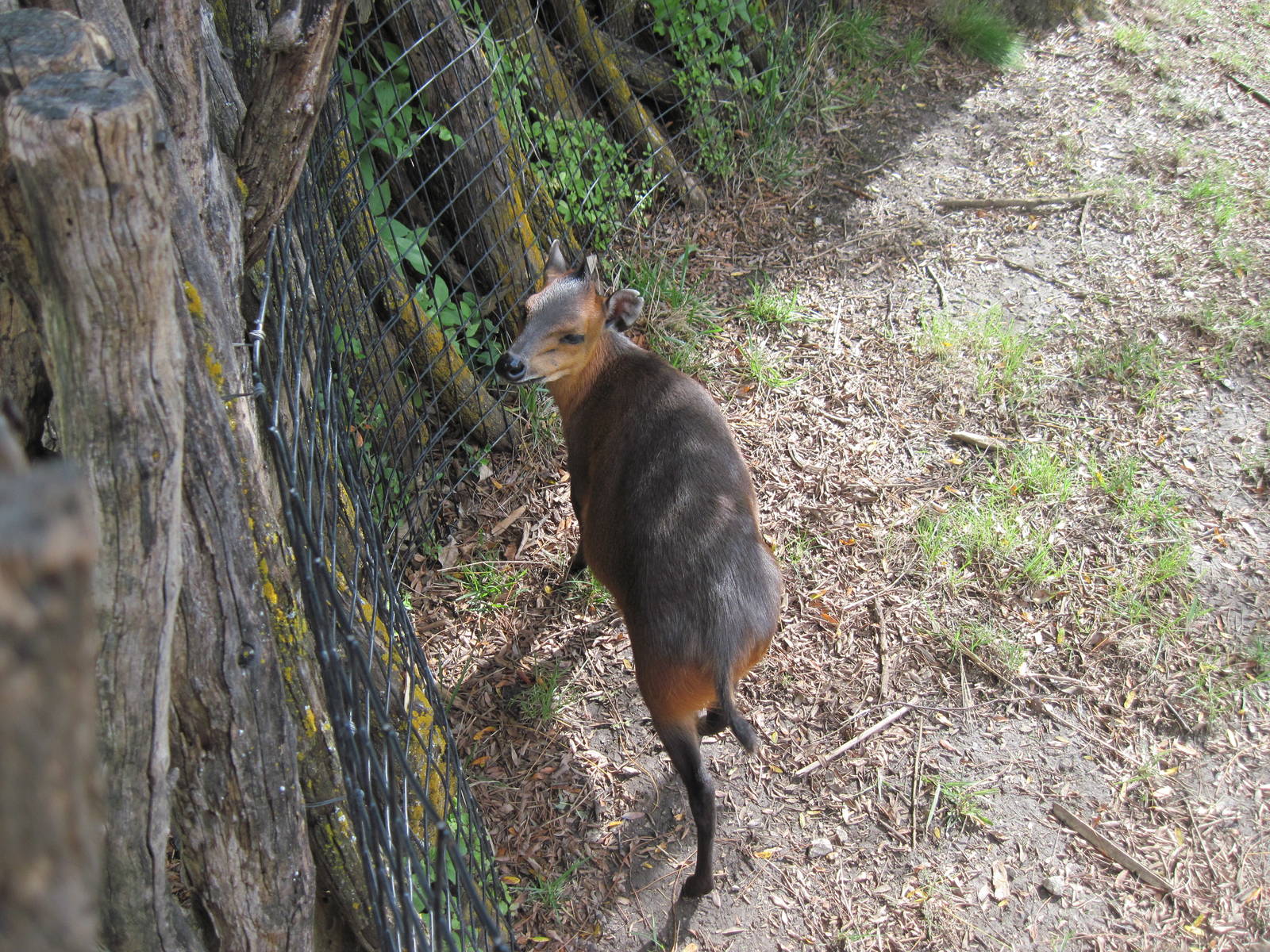 Africa-Red-flanked Duiker