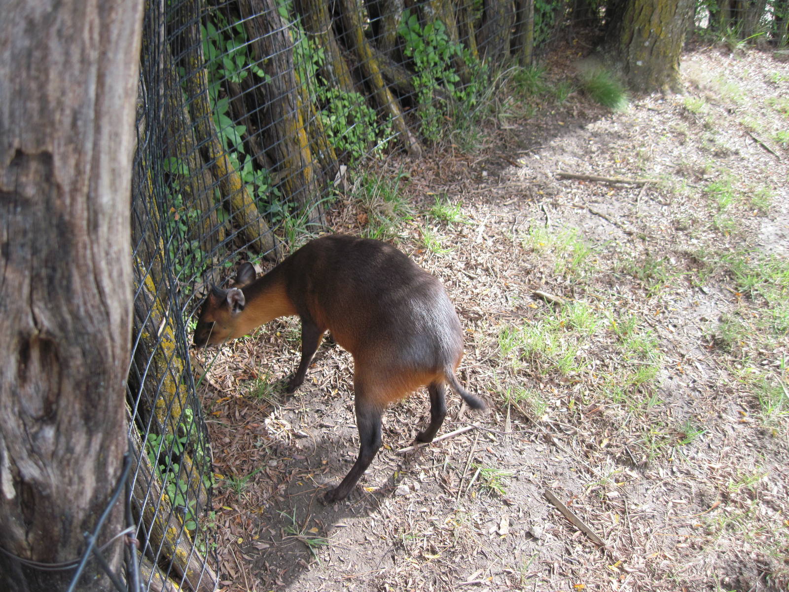 Africa-Red-flanked Duiker