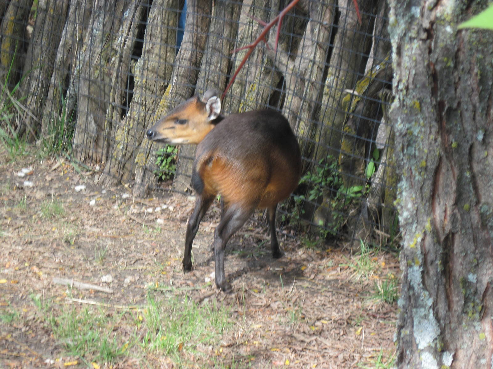 Africa-Red-flanked Duiker