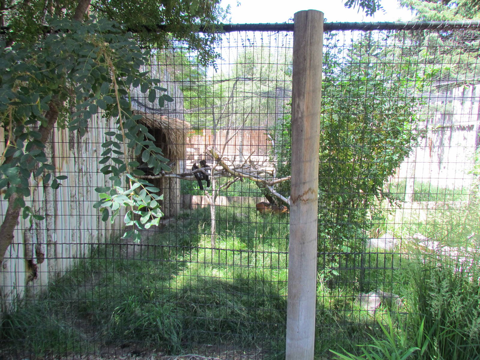 Africa - Red-flanked Duiker