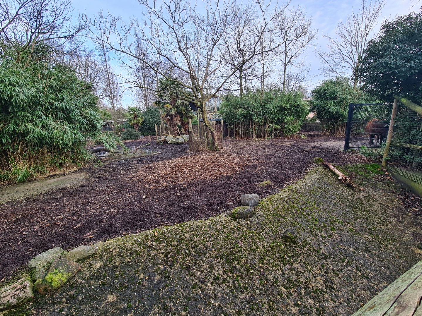 Africa - Red forest buffalo enclosure