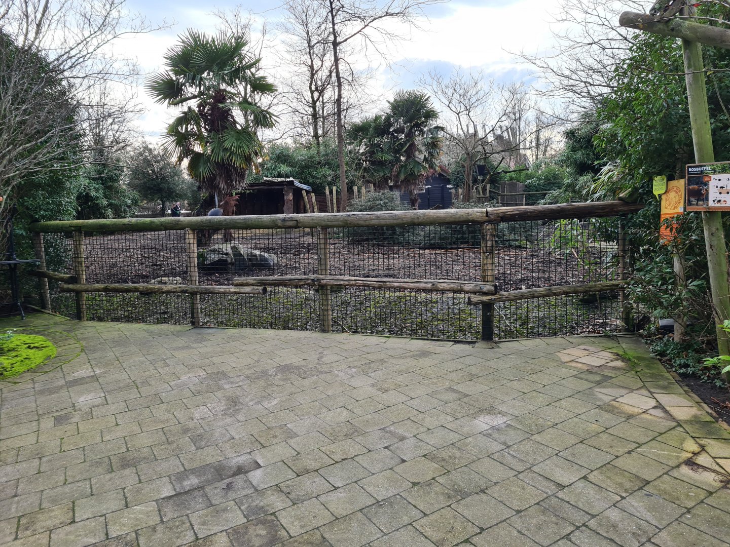 Africa - Red forest buffalo enclosure