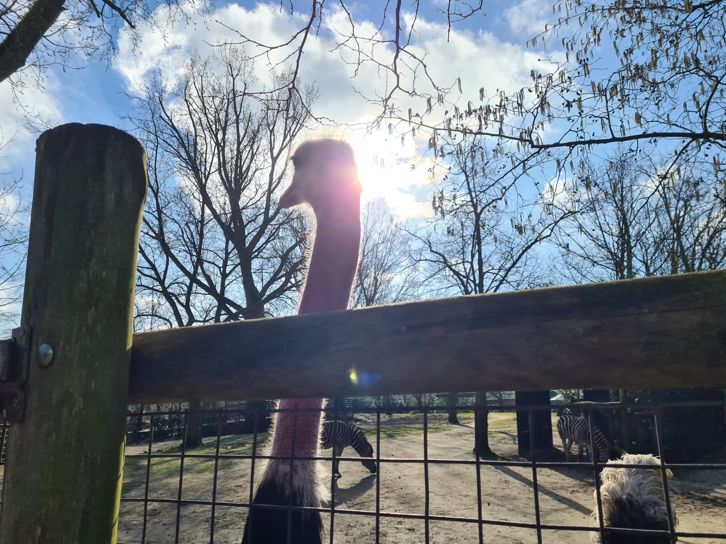 Africa - Red-necked ostrich