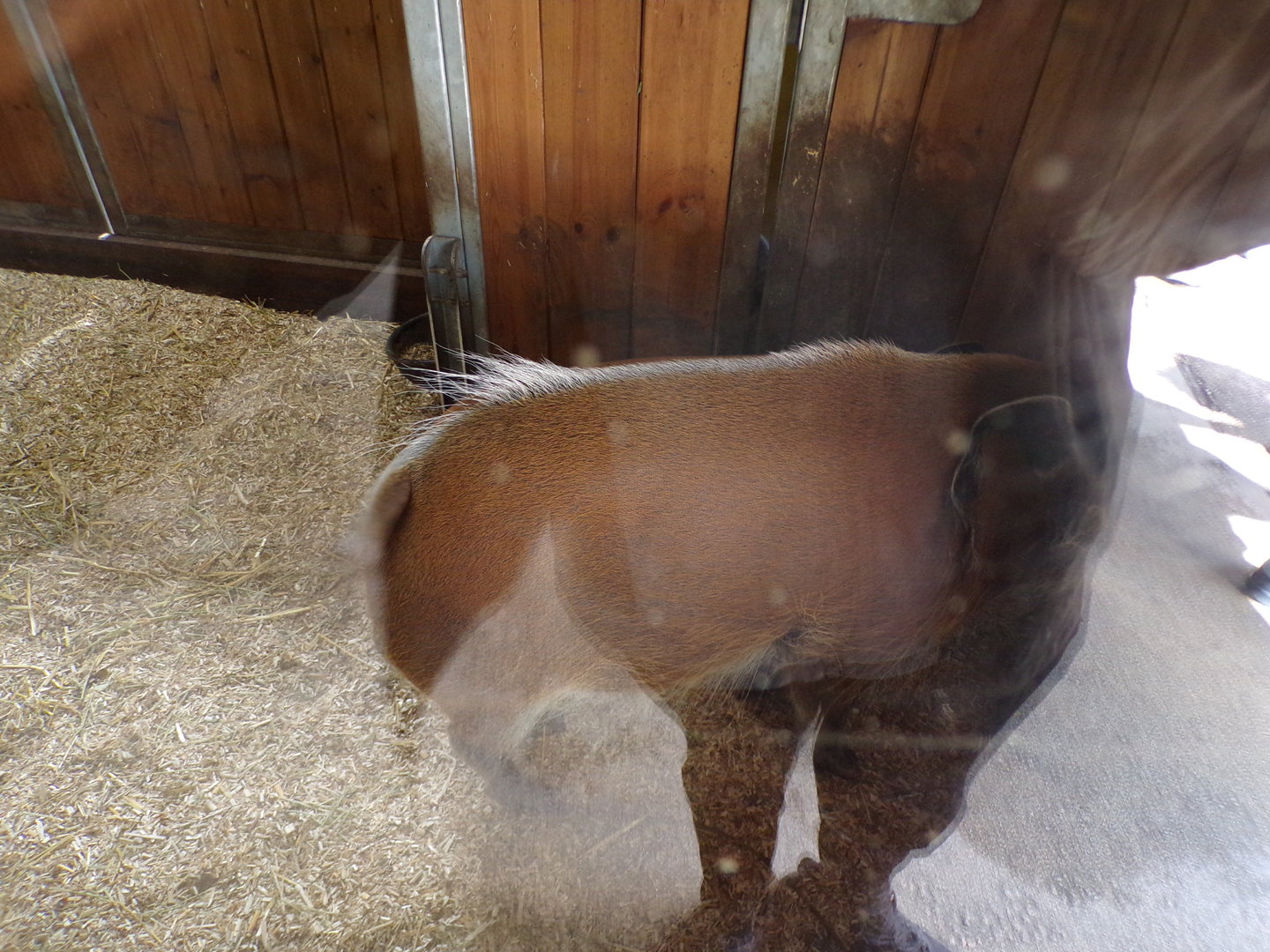 Africa- Red river hog 13.7.23