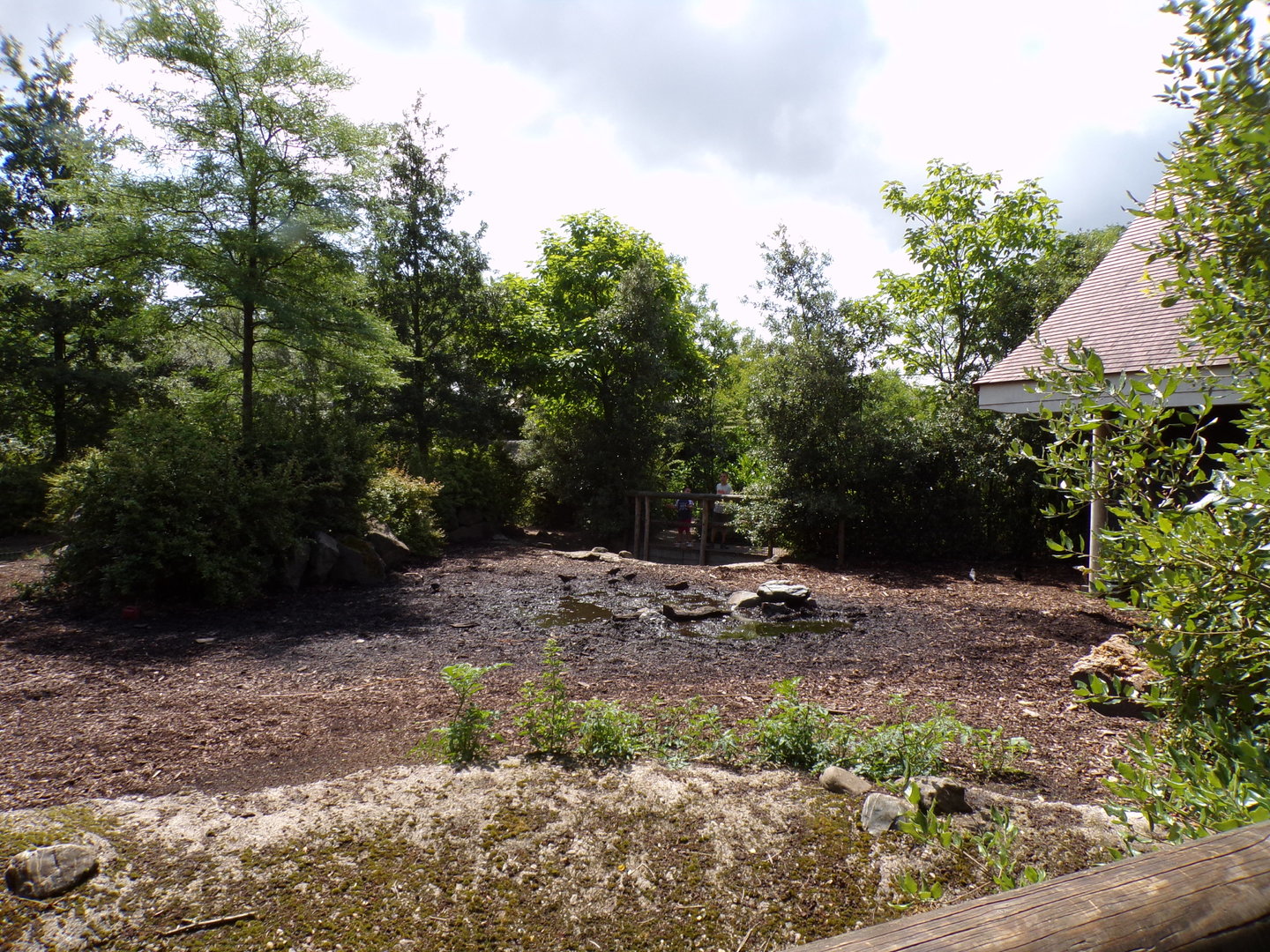 Africa- Red river hog enclosure 13.7.23