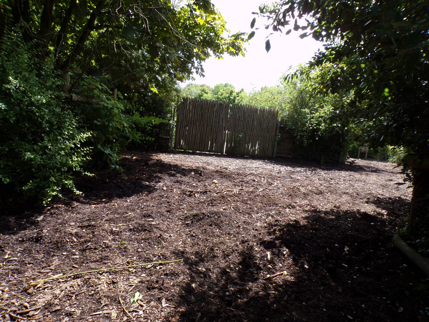 Africa- Red river hog enclosure 13.7.23