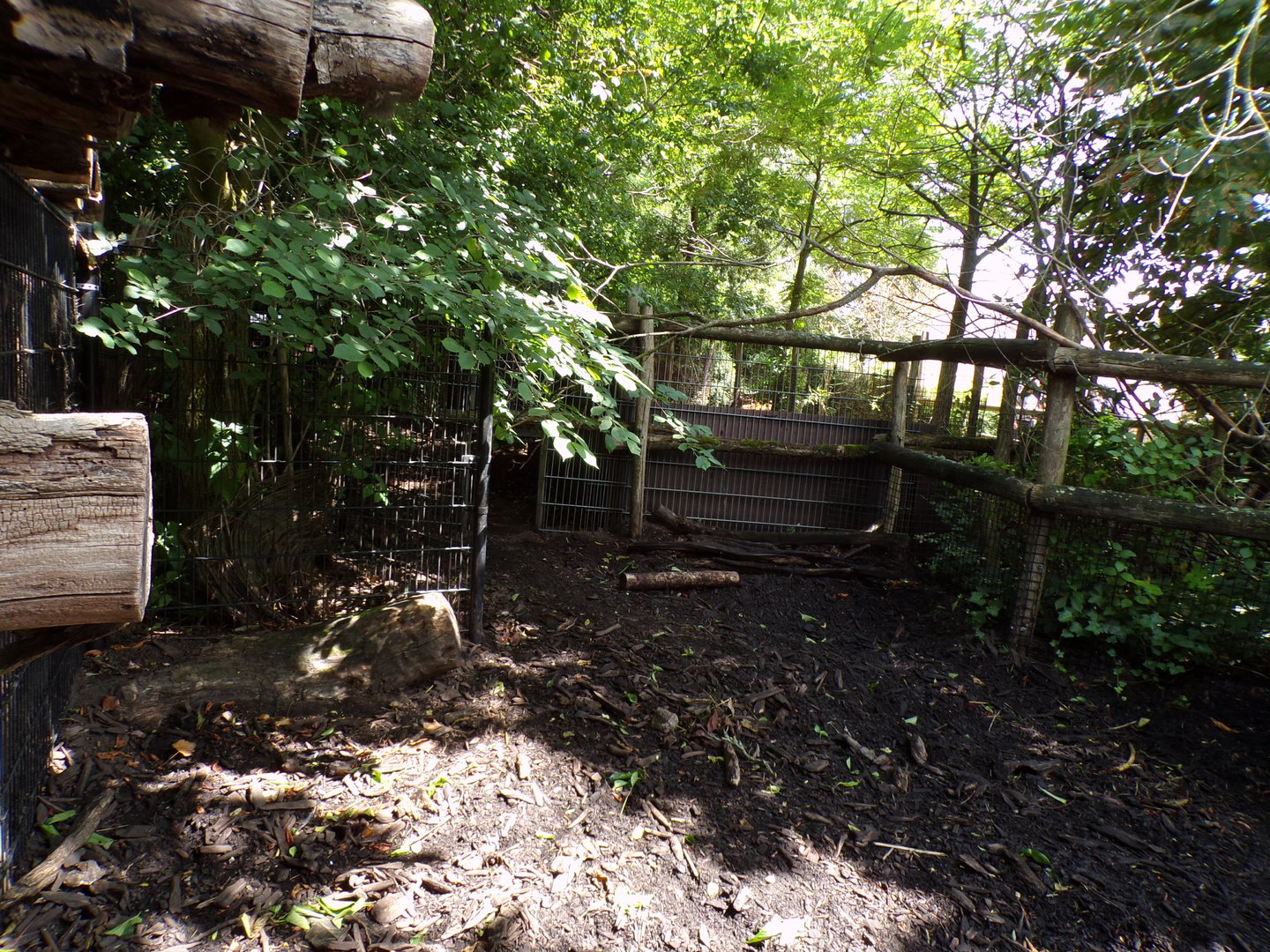 Africa- Red river hog enclosure 13.7.23