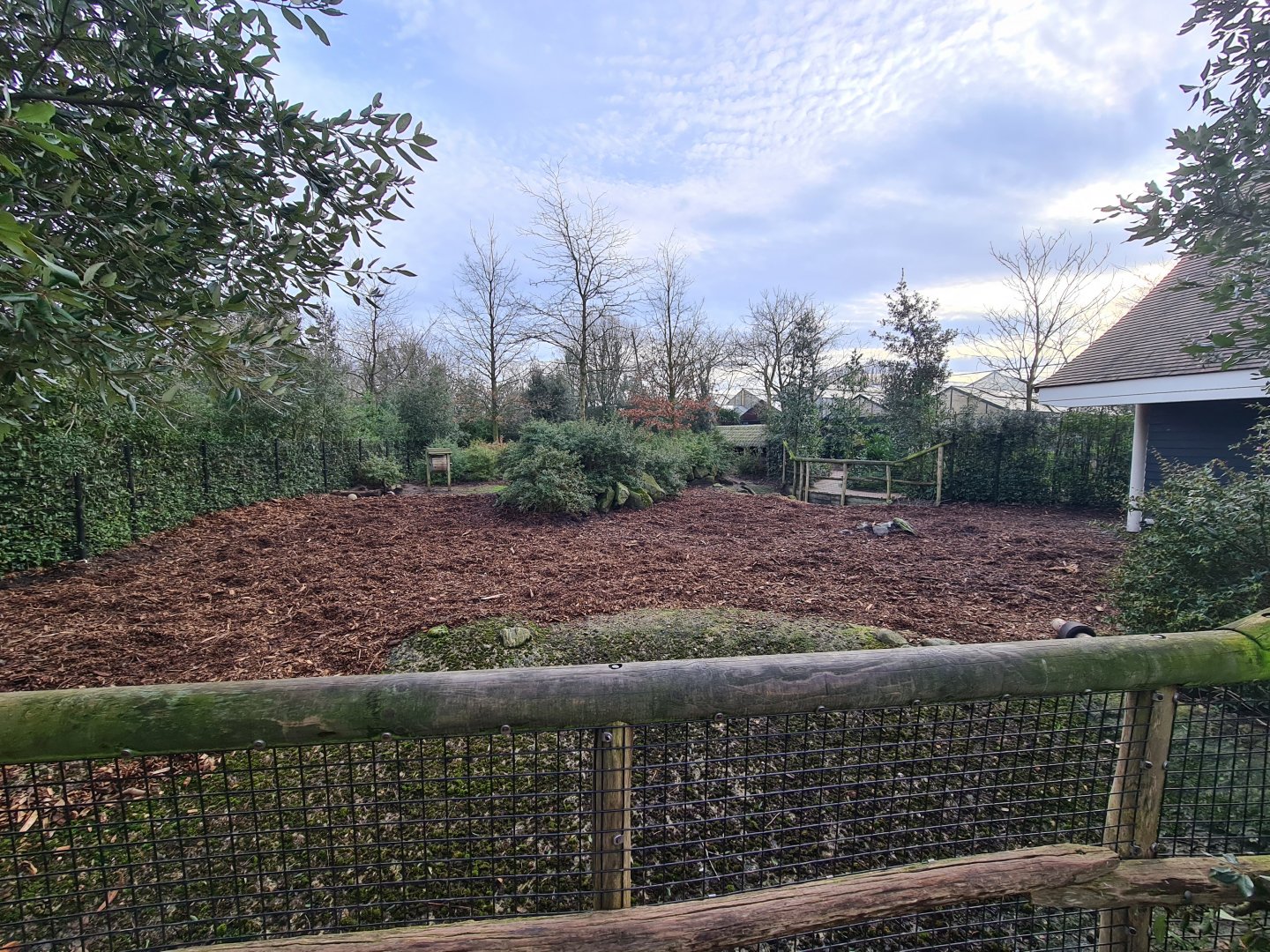 Africa - Red River hog enclosure