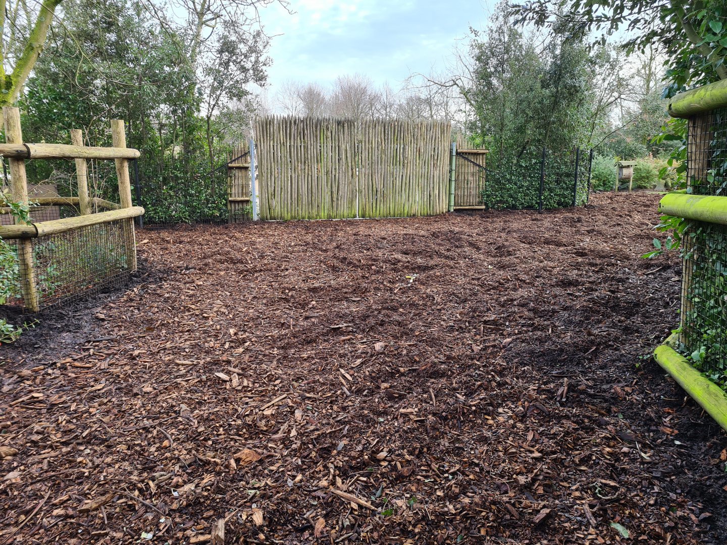 Africa - Red River hog enclosure