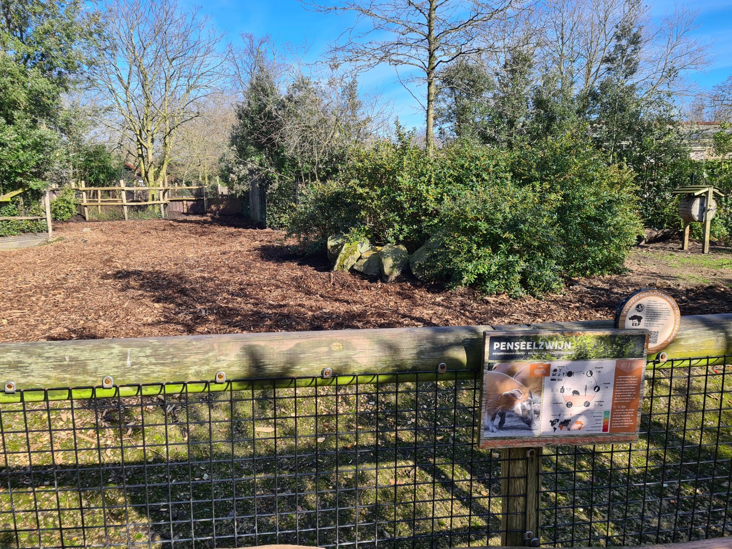 Africa - Red River hog enclosure