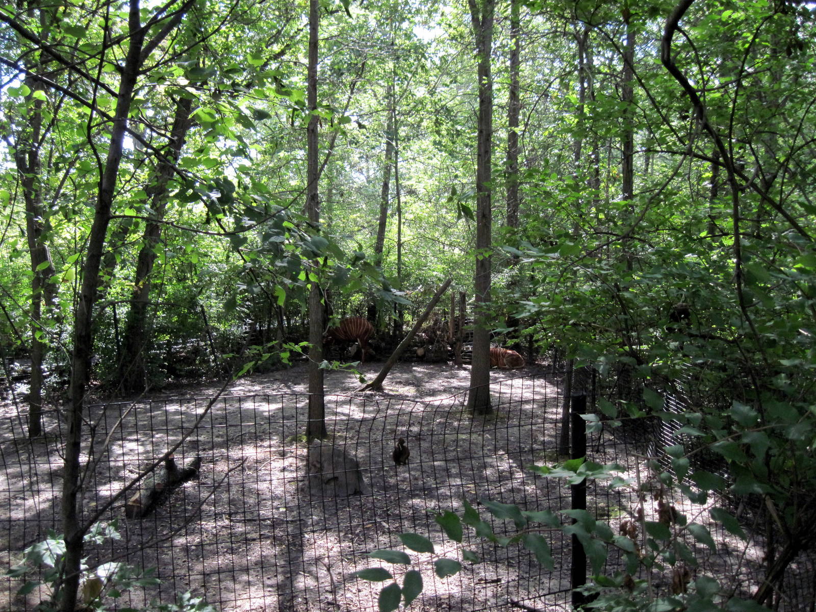 Africa-Red River Hog Exhibit