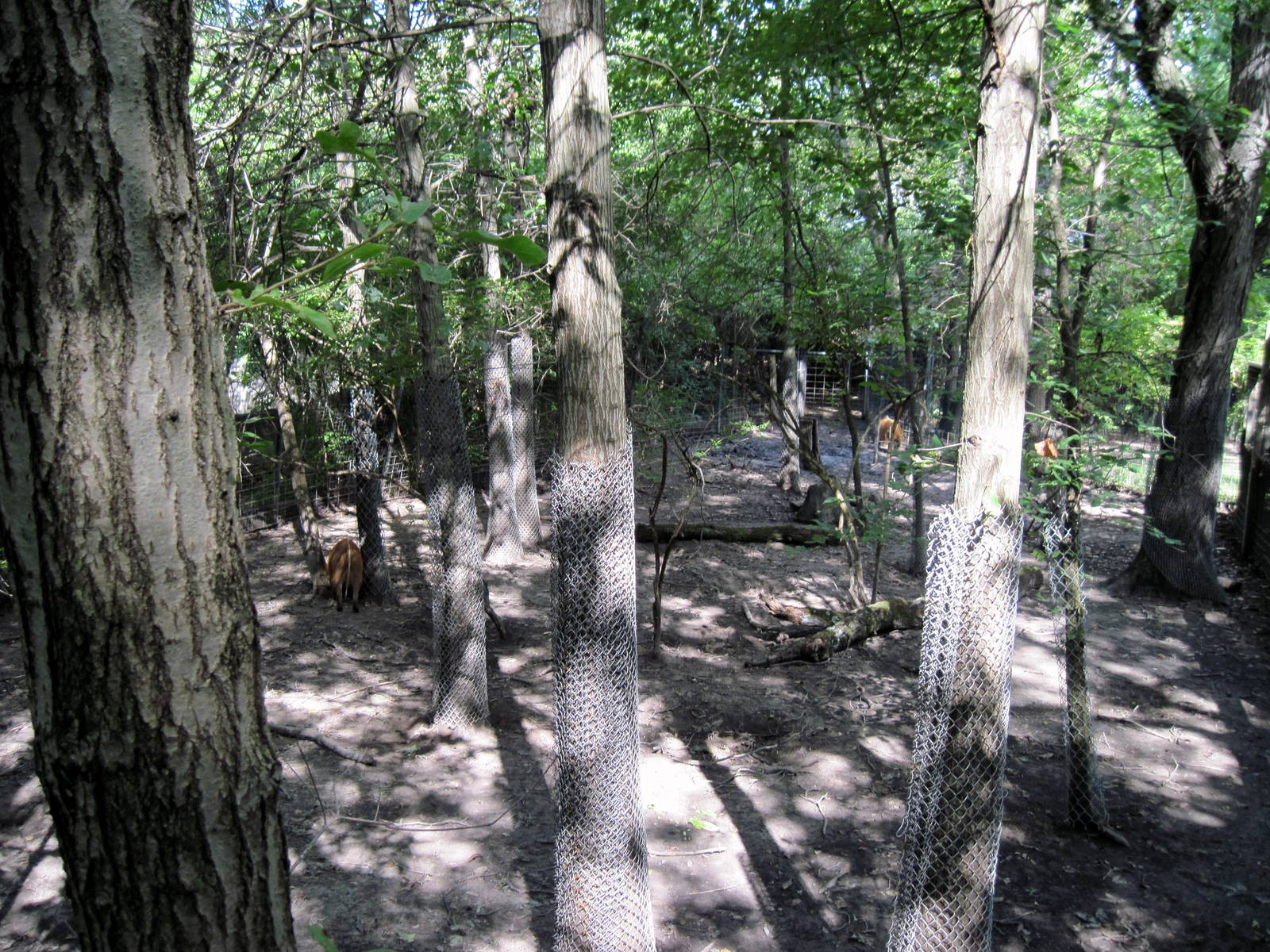 Africa-Red River Hog Exhibit