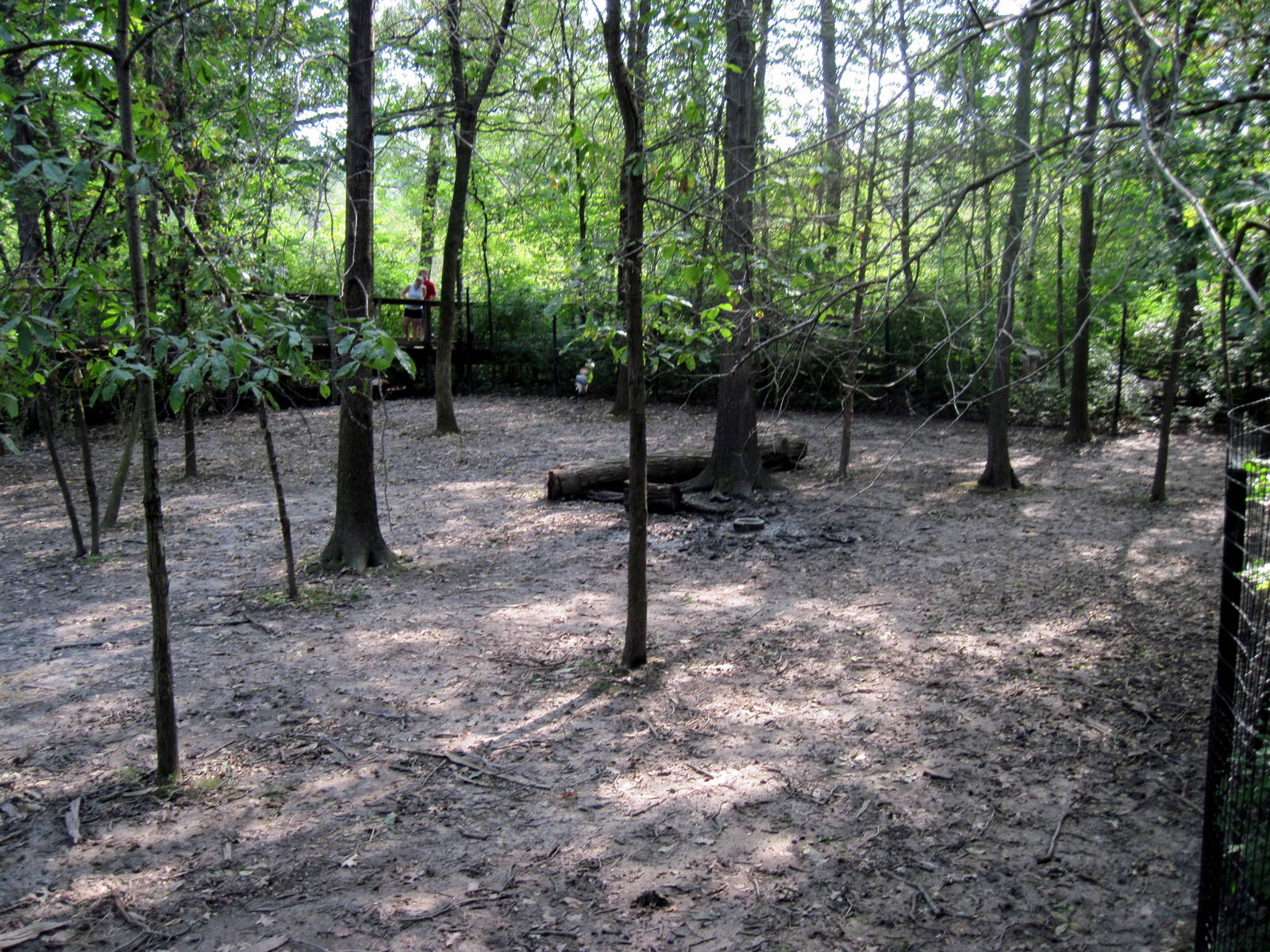 Africa-Red River Hog Exhibit