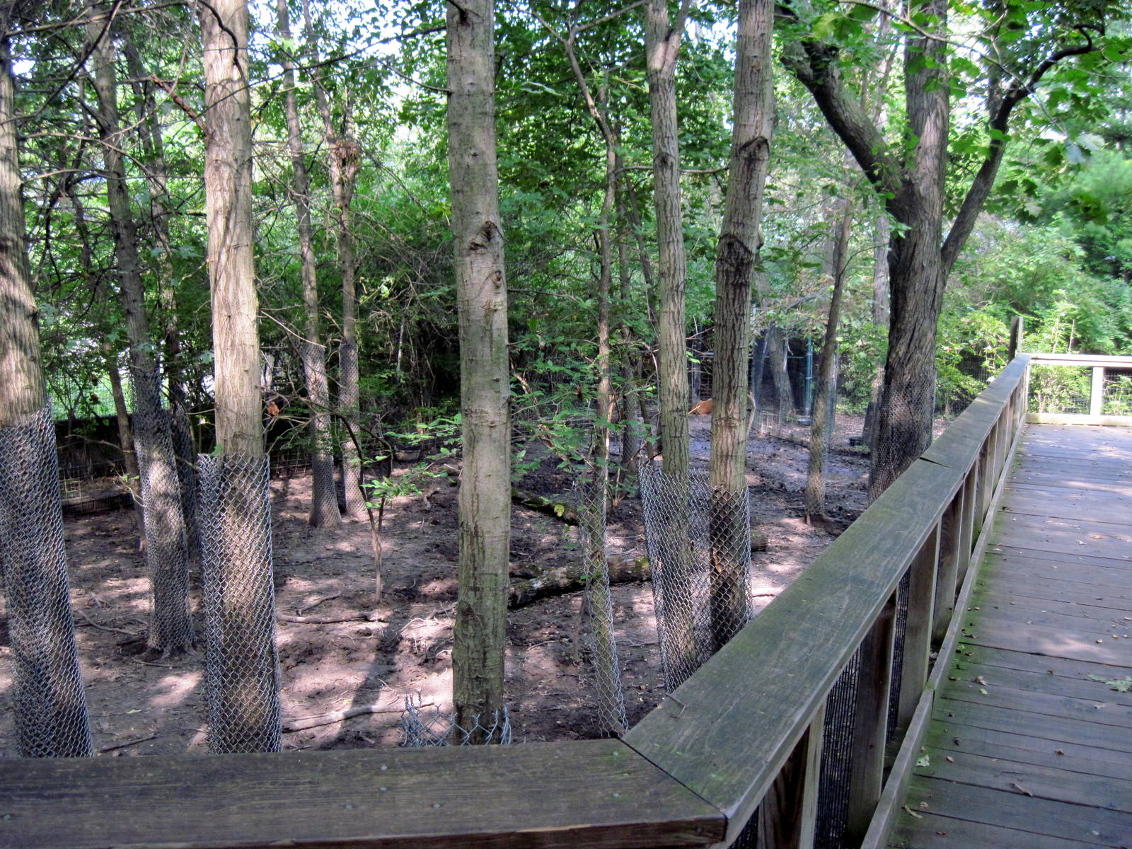 Africa-Red River Hog Exhibit