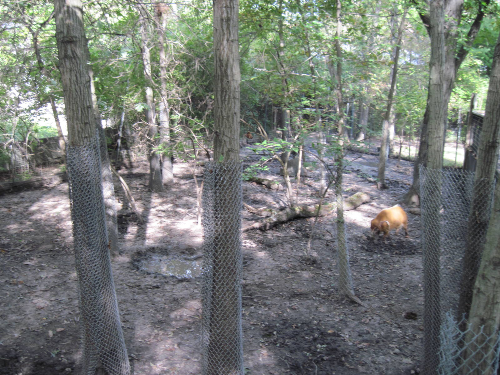 Africa-Red River Hog Exhibit