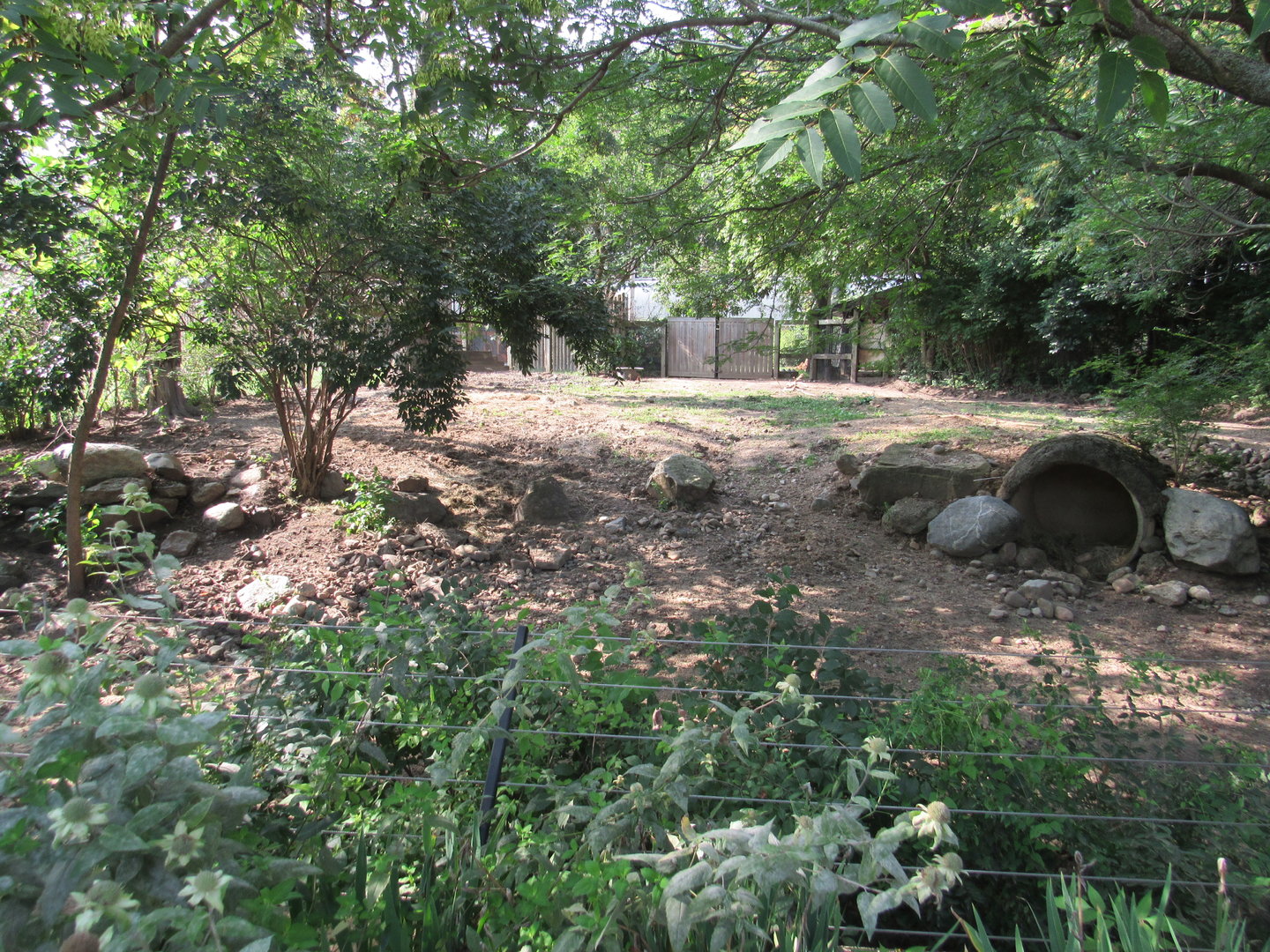Africa - Red River Hog Exhibit
