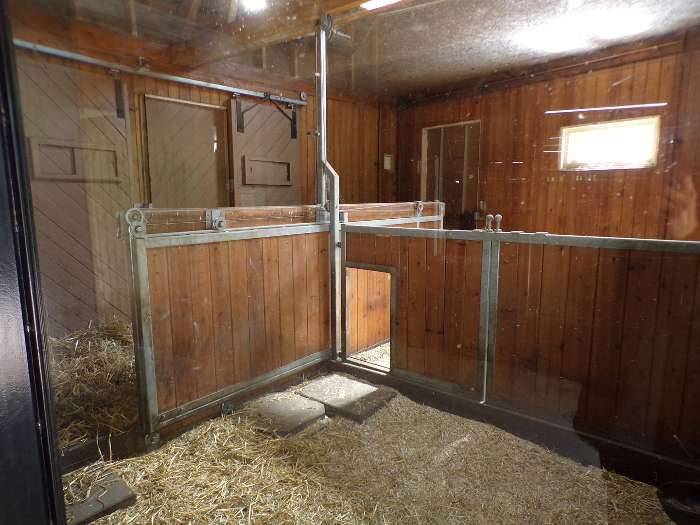 Africa- Red river hog indoors 13.7.23