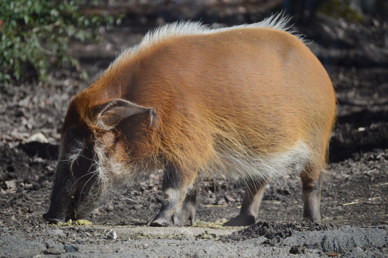 Africa - Red River Hog (Potamochoerus porcus)